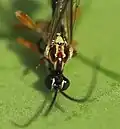 Weibchen, Ansicht von Kopf und Mesoscutum