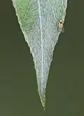 Fliege an Silberweidenblatt