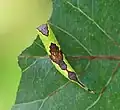 Ausgewachsene Raupe, Dorsalansicht