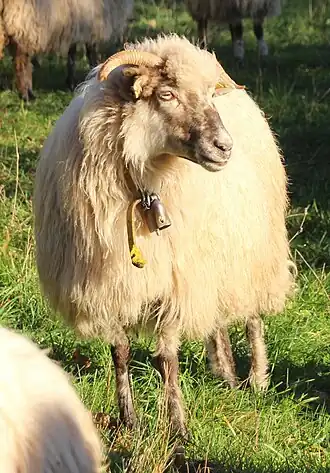 Walachenschaf