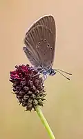 Dunkler Wiesenknopf-Ameisenbläuling, auf dem aufblühenden Blütenstand vom Großen Wiesenknopf (Beispielfoto)