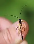 Dorsalansicht ♂