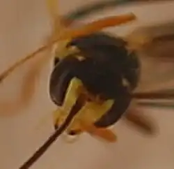♀ Frons