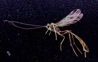 ♀ Seitenansicht