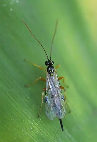 Apechthis rufata ♀