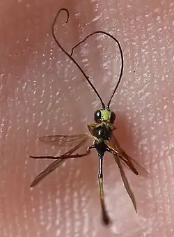 ♂ Ventralansicht