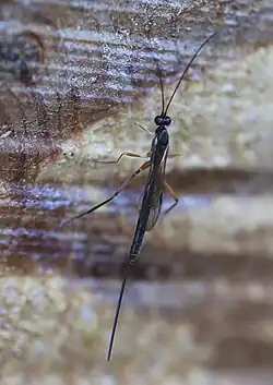 ♀