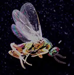 ♂