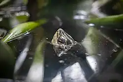 Kopf einer Schildkröte taucht aus der Wasseroberfläche auf