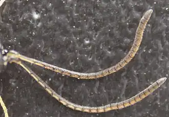 Fühler ♂