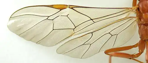 ♀ Flügel