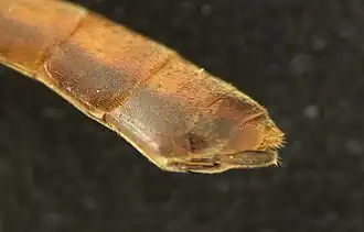 ♀ Hinterleibsende, Legebohrer sichtbar