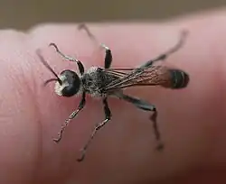 ♀ Ansicht von oben