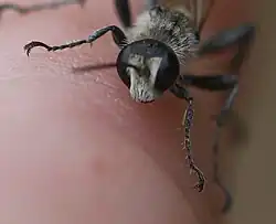 ♀ Frontansicht