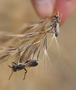 ♀ rechts oben an Grashalm hängend; links unten eine andere Sphecidae-Art