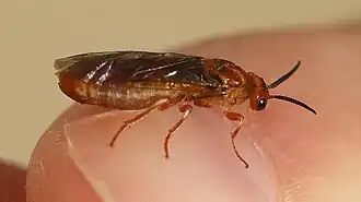Weibchen