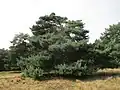 Freistehende Waldkiefer