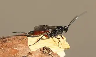 Mesostenus transfuga ♀