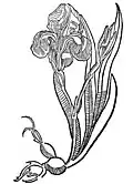 Kapitel 20. Affodillus – goltwortz