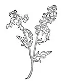 Kapitel 217. Jusquiamus – bilsensamen Hyoscyamus niger / Hyoscyamus albus