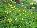 Wildtulpen im April