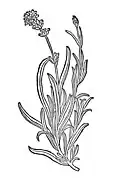 Kapitel 234. Lavendula – lavendel