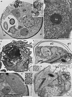 Ultrastruktur von N. quarantinus (a,b,c,e,f) und N.&nbsp;arcticus (d)