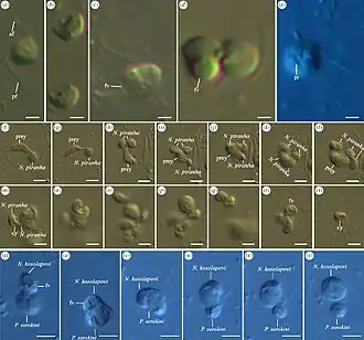 Die LM-Aufnahmen zeigen N. piranha (a–s) und N.&nbsp;kosolapovi (t–y). (f–l): aggressive Ernährung mit P. sorokini als Beute. (m–s): konkurrierendes Fressen bis Kannibalismus