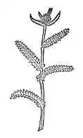Kapitel 254. Millefolium – garbe