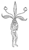 Kapitel 257. Mandragora – alrun Man