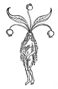 Kapitel 258. Mandragora – alrun Fraw