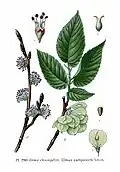 Abbildung aus Atlas des plantes de France, 1891