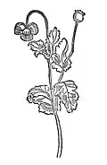 Kapitel 299. Papaver – magsamen