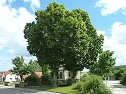 Linden am südl. Ortsrand von Großkuchen