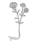 Kapitel 367. Sticados citrinum heyssent – rynblumen oder motten krut