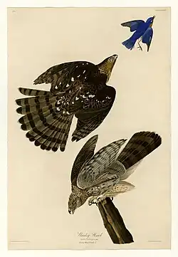Beispiel für das Abweichen von Gemälde und endgültigem Druck: Der fliehende Vogel in der oberen rechten Ecke wurde erst vom Graveur hinzugefügt, der ihn aus Tafel CXIII (113) entnommen hatte.