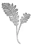 Kapitel 399. Tanacetum – reinfar