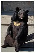 Kragenbär