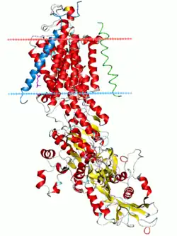 Na+/K+-ATPase