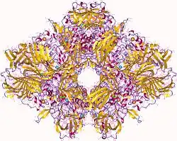 β-Galactosidase