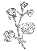 Kapitel 410. Urtica – nesseln