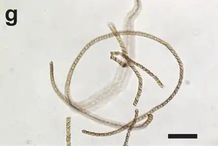 LM-Aufnahme von E. catenata UHM3210; ungestörte lebenden Zellen, die in langen Ketten wachsen. Balken: 100 µm.