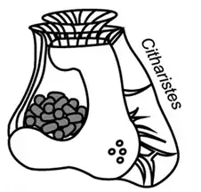 Skizze von Citharistes, ebenfalls mit Cyanobionten (Phaeosomen) in der Phaeosomkammer.