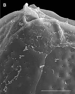 REM-Aufnahme von O. lenticularis: Detail des ventralen Bereichs mit drei Sulcusplatten: hintere (Sp), der vordere rechte (Sda) und vordere linke (Ssa); Balken:&nbsp;10&nbsp;µm