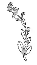 Kapitel 417. Vermicularis – muer pfeffer oder duben kropf