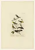Small-headed Flycatcher