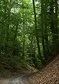 Alter Hohlweg