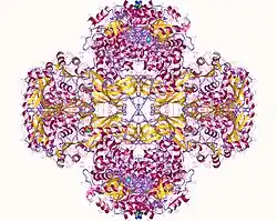 Pyruvatcarboxylase