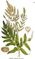 Königsfarn (Osmunda regalis)