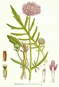 Illustration von Carl Axel Magnus Lindman